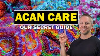 ACAN CORALS SECRET GUIDE TO SUCCESS [upl. by Maddock]