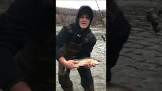 North Saskatchewan River Fishing Pike and Walleye [upl. by Ansaev]