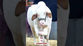 •ASLAM amp MAKKAH CATTLE FARM•Presenting“HOOR ♥️” [upl. by Annuahs]