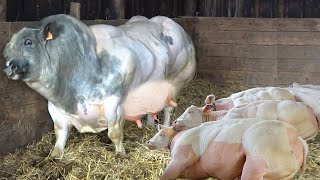 New Farming Milking  Farming Automatic Milking  Incredible Cow Milking [upl. by Nirat434]