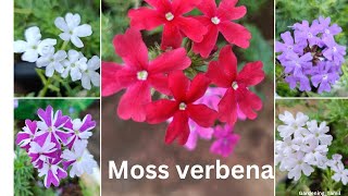 தமிழில்  Moss Verbena  How to grow  care and propagate  GardeningTamil verbena mossverbena [upl. by Luby151]