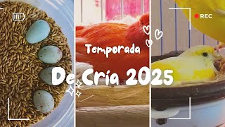 Temporada de CríaCanarios 2025 Se adelantaron mis aves [upl. by Sandler722]