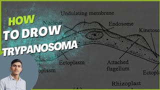 how to draw Trypanosoma [upl. by Peer]