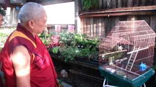 Lama Zopa Rinpoche reciting mantras to small bird [upl. by Xel]