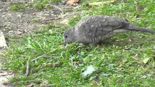 Cocotita en la Ciudad de México  Mourning dove Zenaida macroura  Carolinataube [upl. by Noyes]