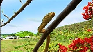 How These Snakes Caused Power Outages in Guam [upl. by Lacee334]