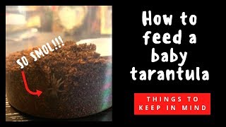 How To Feed A Baby Tarantula [upl. by Aivad]