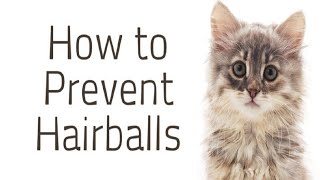 What To Do About Hairballs In Cats  How Can I Help My Cat Pass A Hairball [upl. by Rania]