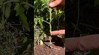 🍅Tomate Trasplante  Tutorado espiral [upl. by Rosenblum]