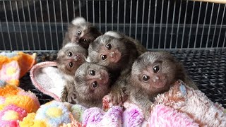 Worlds cutest marmoset monkey breed [upl. by Enairb851]