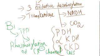 Coenzyme role of B1 Thiamine [upl. by Cornie148]