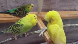 11 Hr Help Quiet Parakeets Sing by Playing This Cute Budgies Chirping Reduce Stress of lonely Bird [upl. by Welford]