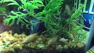 How NOT to Breed Albino Cory Catfish  The Reason I HATE Snails [upl. by Nlocnil]