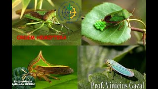 Identificação Principais Famílias de Hemiptera [upl. by Reidid]