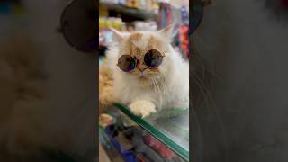 Cat with glasses 👓 so cute [upl. by Tubb]