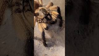 Monocentropus balfouri feeding 🕷🕸 shortvideo tarantula youtubeshorts spider shorts animals 🤩 [upl. by Bondon]