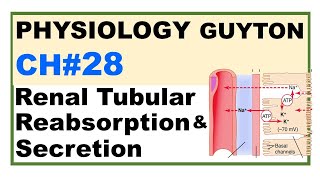 Ch28 Physiology Guyton  Renal Tubular Reabsorption amp Secretion  Renal Physiology [upl. by Eillod]