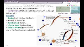 L6؛ ParaAncylostoma duodenal Strongyloides stercoralis TrichostrongylusGit 42 [upl. by Lashondra893]