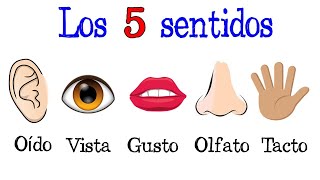 👅 Los 5 sentidos  Órganos de los Sentidos 👋 Fácil y Rápido  BIOLOGÍA [upl. by Gertie]