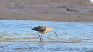 Hudsonian Godwit Marsh Creek Saint John [upl. by Eiramenna935]