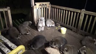 Another video from Saturday night  20 raccoons [upl. by Marriott]