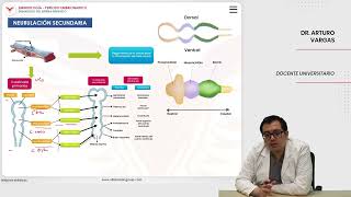 Embriología Desarrollo del sistema nervioso Neurulación secundaria [upl. by Ynaffet]