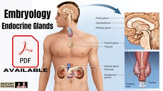 Embryology of Endocrine System  Pituitary  Thyroid  Adrenal amp Moreanatomydecoded [upl. by Damalus173]