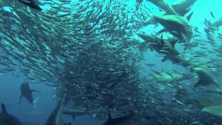 Sardine Run Port St Johns South Africa [upl. by Adias645]