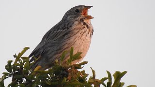 Corn Bunting Call Grauammer gesang Bruant proyer chant Kornsparv läte [upl. by Eiramanna458]