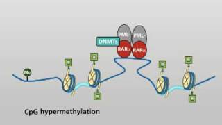 Molecular actions of the PMLRARα fusion protein in promyelocytic leukaemia [upl. by O'Conner]