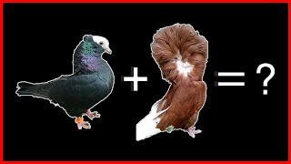 Jacobin X Mookee  Cross Breeding Pigeons [upl. by Tina]