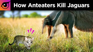 How Anteaters Kill Jaguars [upl. by Sedrul]