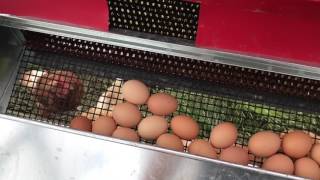 How to keep your eggs clean and unbroken  Community Rollout Nest Box  HenGearcom [upl. by Thorncombe119]