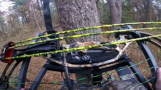 Squirrel Hunt real life  Archery w Compound Bow 11224 GoPro Hero 4 Session [upl. by Hnid]