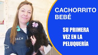 Cómo cortar el pelo a un perrito bebé en su primera vez en la peluquería canina [upl. by Fons277]