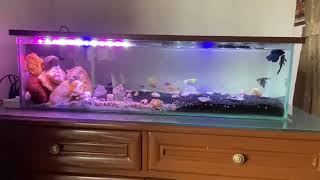 Fish tank set up [upl. by Namdor687]