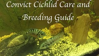 Convict Cichlid Care and Breeding Guide [upl. by Viens]