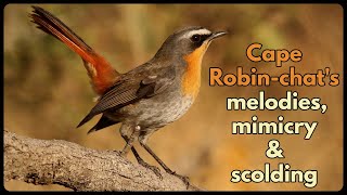 CAPE ROBINCHATS melody mimicry and scolding  my favourite garden bird [upl. by Luis192]