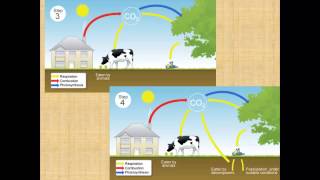 Carbon Cycle for iGCSE Biology [upl. by Malinda818]