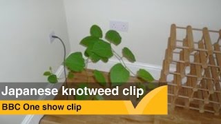 Damage caused by Japanese Knotweed  BBC One Show [upl. by Anila]