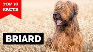 Briard  Top 10 Facts [upl. by Palua]