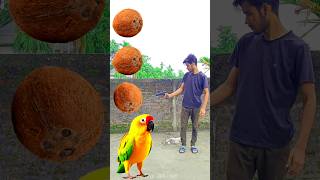 Rounding coconut to Duck Peacock Pigeon amp Parrot  Birds names magic video [upl. by Ymassej]