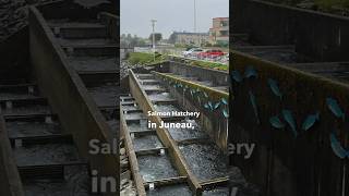 Millions of salmon swim up this fish ladder every year  Juneau Alaska [upl. by Doug314]