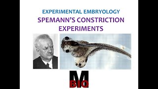 SPEMANNS CONSTRICTION EXPERIMENTS [upl. by Anuahsar943]