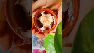 Misri Makhan recipe youtubeshorts viral janmashtami makhanchor easy [upl. by Hedges]