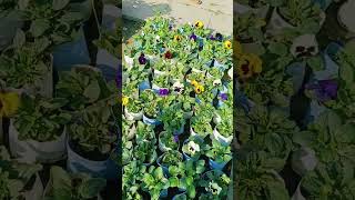 I m so excited to watch the plantshorts tranding viralvideo youtubeshorts [upl. by Elayor]