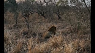 2 Kambula Male Lions Roaring in Sunset  Mapogos Great Grandsons  9 October 2024 [upl. by Ahsitaf725]