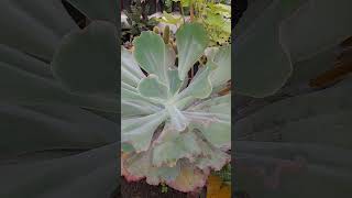 Planta Echeveria mauna [upl. by Dieball]