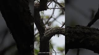 Least Flycatcher Building A Nest birdnest nestbuilding [upl. by Hsihsa]