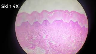 stratified squamous epithelium [upl. by Iveson]